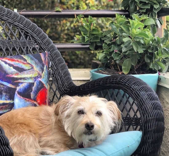 A medium-sized, scruffy looking, tan dog with longer hair on its drop ears, dark eyes and a black nose laying down on a black wicker chair outside on a porch next to a plant.